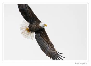 eagle in flight 4 copy.jpg